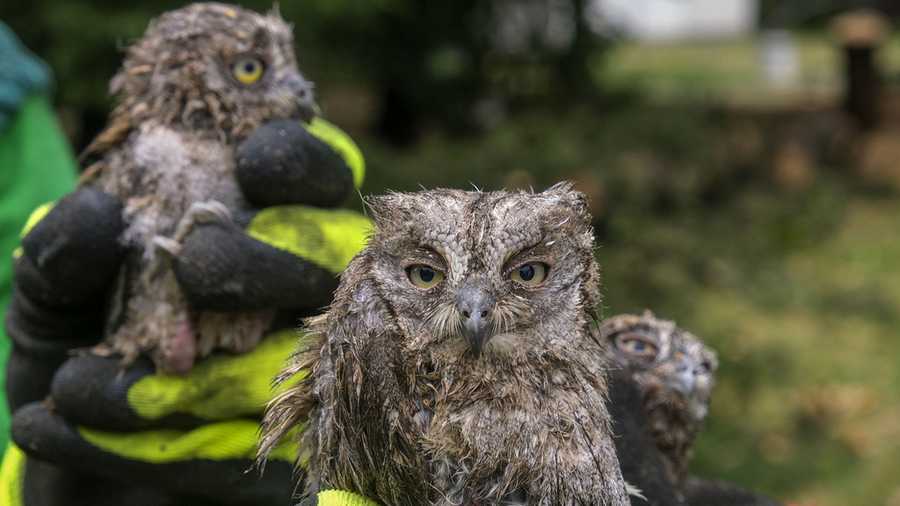 YE Nature & Animals A municipal worker shows owlets rescued from a fallen tree after a powerful storm in Montenegro's capital Podgorica, Tuesday, July 2, 2024. (AP Photo/Risto Bozovic)