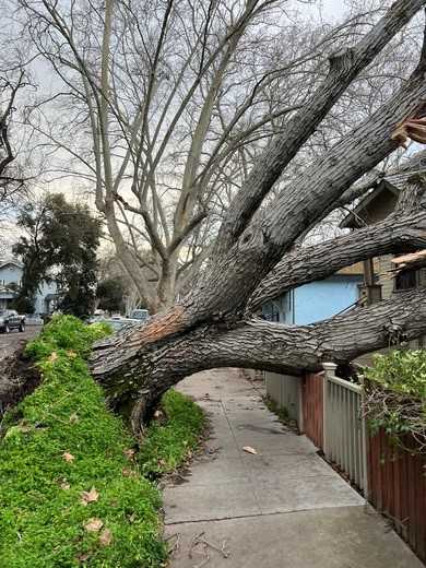 Tree into home A tree crashed into a home at T and 5th streets in Sacramento.